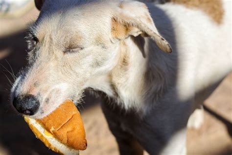 Bayat ekmekten hayvan yemi nasıl yapılıyor